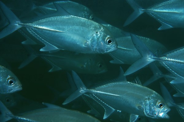 School of fish Bigeye trevally (Caranx sexfasciatus)