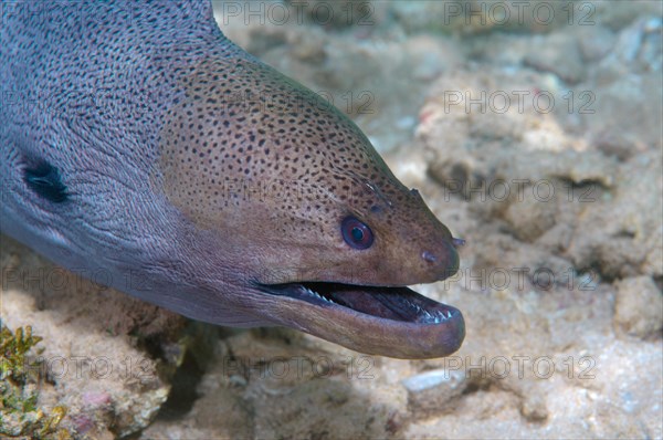 Giant Moray Eel (Muraena helena)