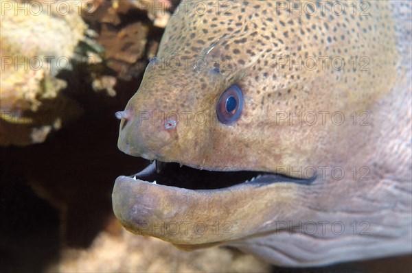 Portrait Giant Moray Eel