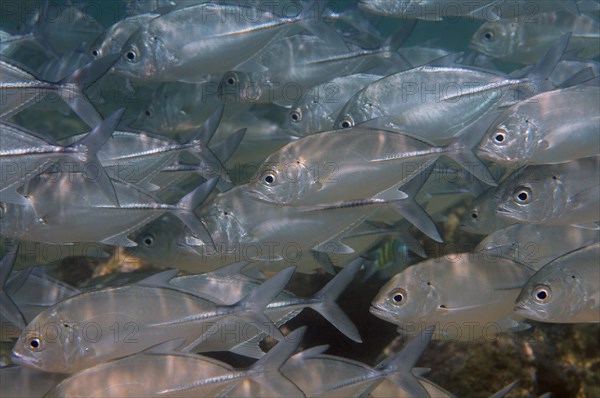 School of fish Bigeye trevally