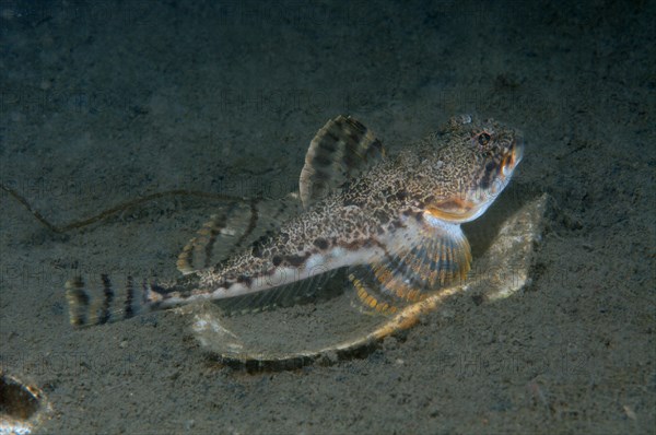 Elf Sculpin or Antlered sculpin (Enophrys diceraus)