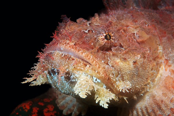 Portrait of Shaggy Sculpin or Sea Raven (Hemitripterus villosus)