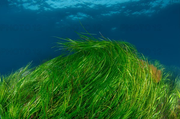 Underwater flowering plants