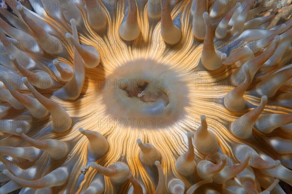 Anemone Japanese cnidopus (Cnidopus japonicus) Sea of Japan