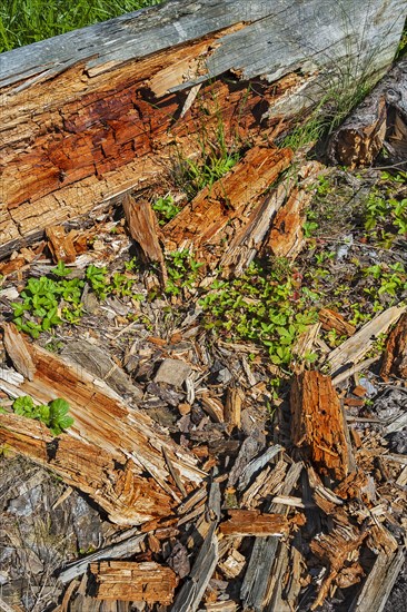 Rotten tree trunk decomposing on the ground