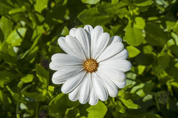 White African daisies (Osteospermum) blooming in Bavaria