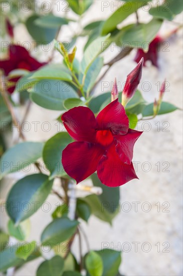 Flowering vine of Brazilian jasmine(Mandevilla sanderi) in Bavaria