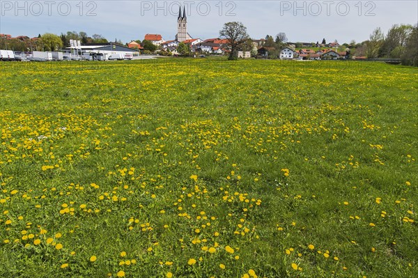 Spring meadow with ordinary Dandelion (Taraxacum sect. Ruderalia) near Tuntenhausen