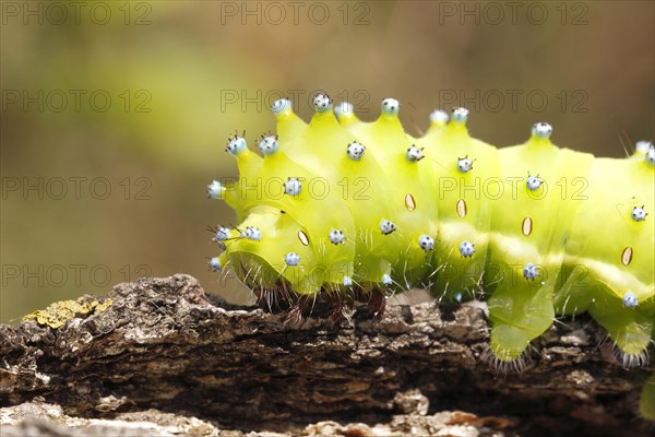 Large Emperor Moth (Saturnia pyri)