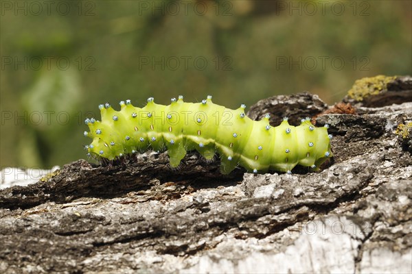 Large Emperor Moth (Saturnia pyri)