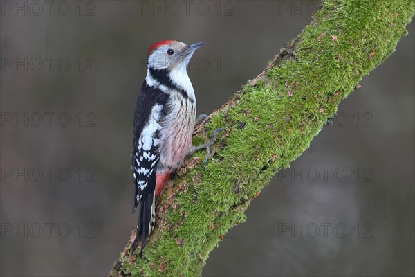 Middle spotted woodpecker (Dendrocopus medius) sits on a mossy branch