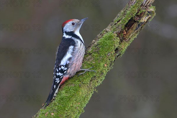 Middle spotted woodpecker (Dendrocopus medius) sits on a mossy branch