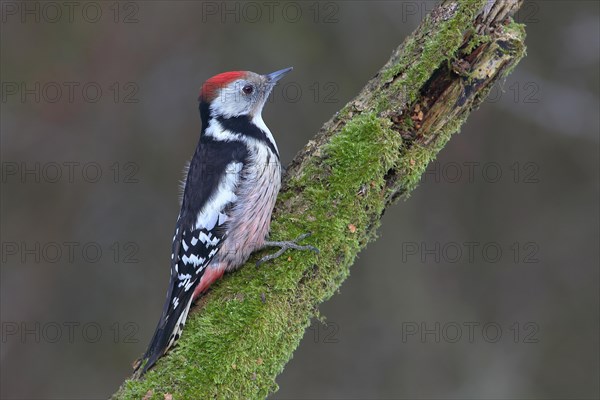 Middle spotted woodpecker (Dendrocopus medius) sits on a mossy branch