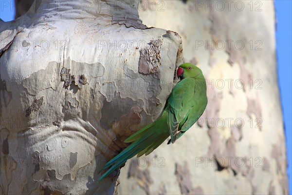 Rose-ringed parakeet (Psittacula krameri)