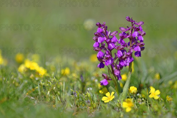 Green-winged orchid (Anacamptis morio) blooms in a meadow