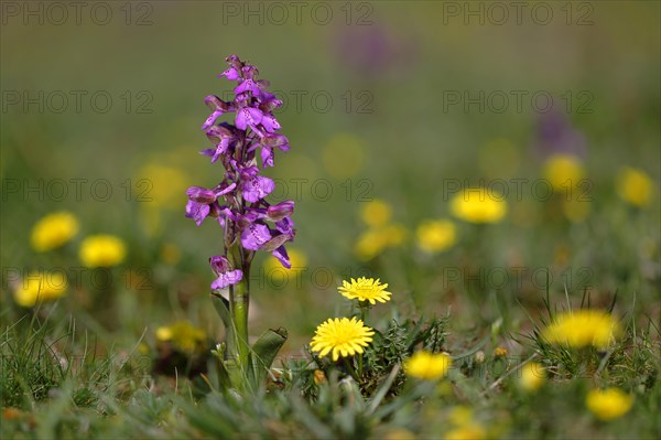 Green-winged orchid (Anacamptis morio) blooms in a meadow