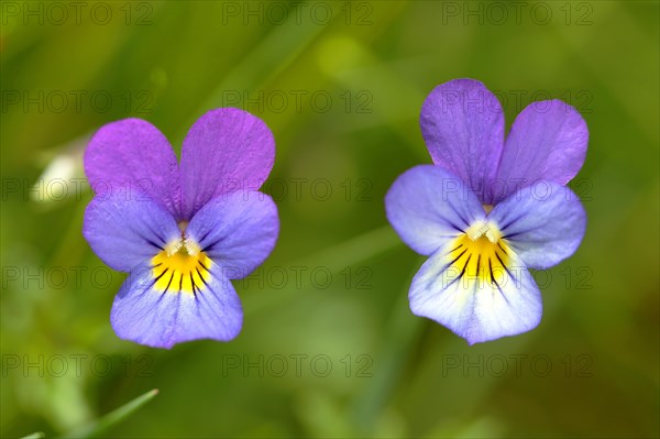 Heartsease (Viola tricolor)