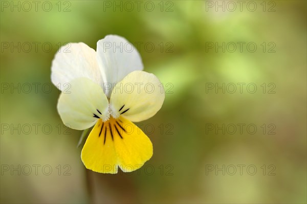 Heartsease (Viola tricolor)