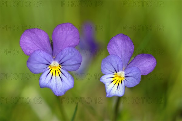 Heartsease (Viola tricolor)