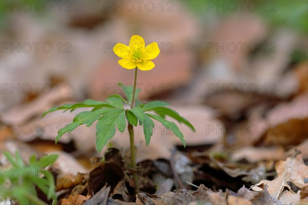 Yellow Anemone (Anemone ranunculoides)