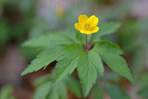 Yellow Anemone (Anemone ranunculoides)