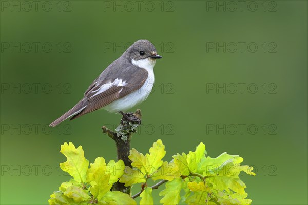 European Pied Flycatcher (Ficedula hypoleuca)