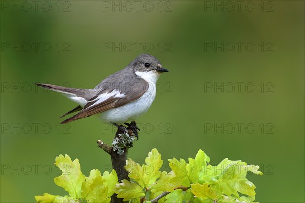 European Pied Flycatcher (Ficedula hypoleuca)