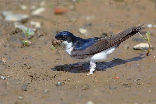 Maison Martin (Delichon urbicum)