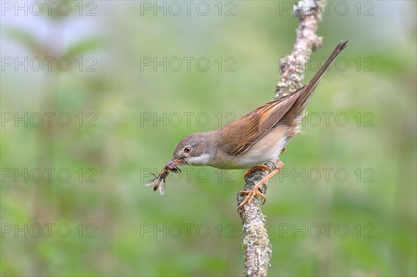 Common whitethroat (Sylvia communis) with insects in the beak on a branch