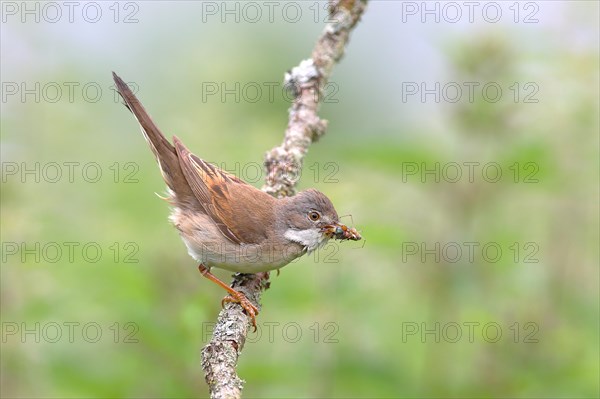 Common whitethroat (Sylvia communis) with insects in the beak on a branch