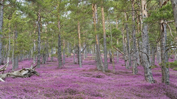 Sea of flowers with flowering purple Heather (Calluna vulgaris) in the pine forest