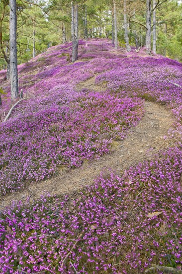 Hiking trail through a sea of flowers with flowering purple Heather (Calluna vulgaris) in the pine forest