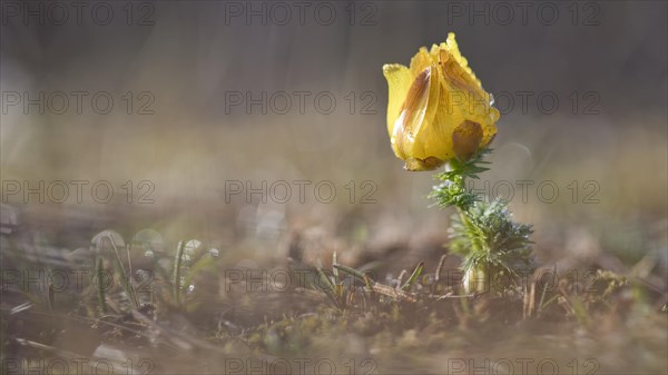 Pheasant's eyes (Adonis vernalis) in the morning dew