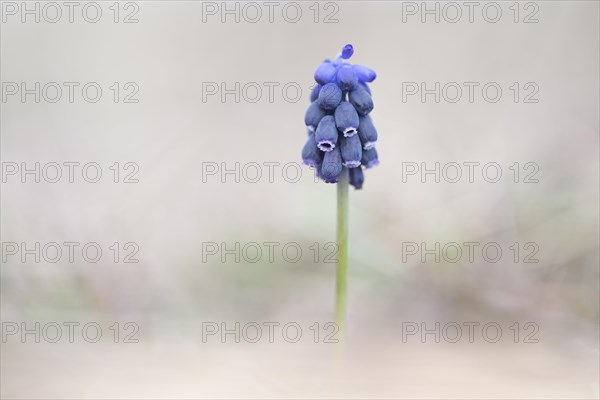 Grape Hyacinth (Muscari botryoides)