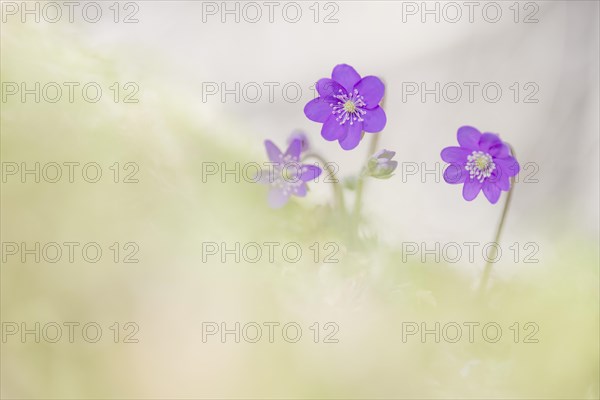 Ordinary Liverwort (Hepatica nobilis)