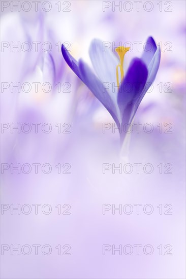 Flower meadow with purple woodland crocus (Crocus tommasinianus)