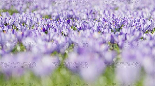 Sea of flowers with purple woodland crocus (Crocus tommasinianus)