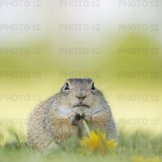 Suslik (Spermophilus citellus) eats Dandelion