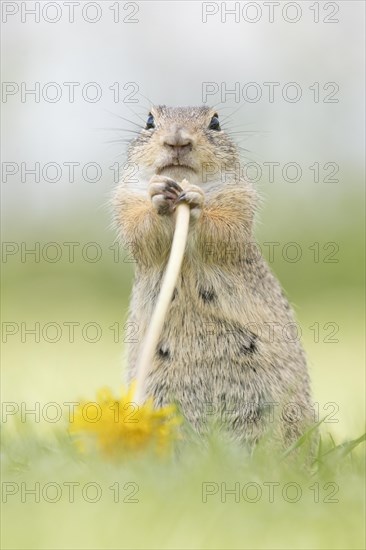 Suslik (Spermophilus citellus) eats Dandelion