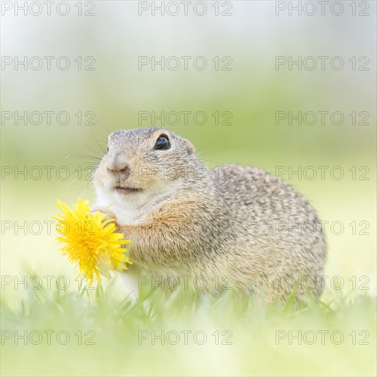 Suslik (Spermophilus citellus) eats Dandelion