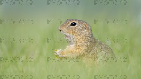 Suslik (Spermophilus citellus) in Wiese