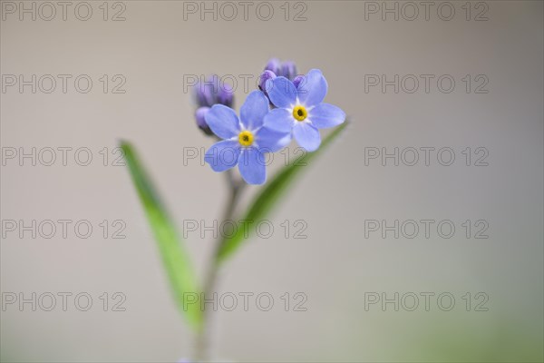 Wood forget-me-not (Myosotis sylvatica)