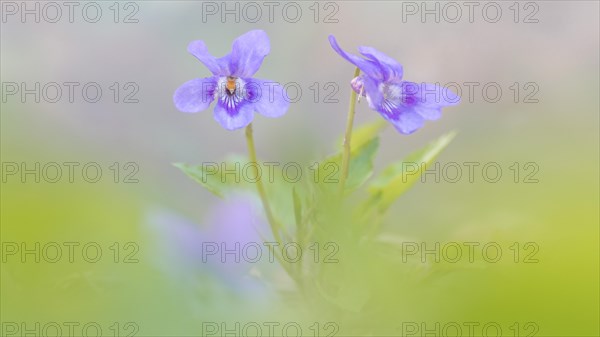 Early-dog violet (Viola reichenbachiana)