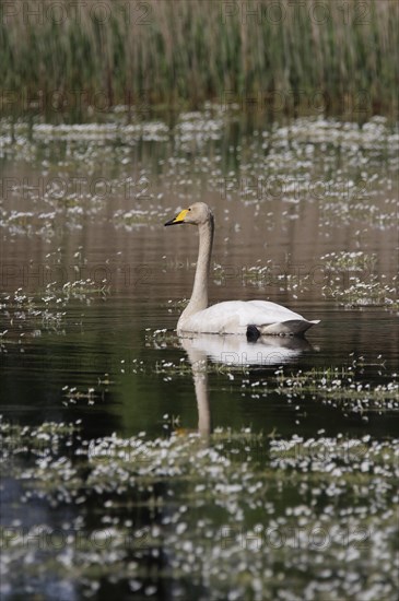 Whooper swan (Cygnus cygnus) in water