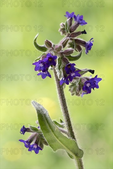 Common bugloss (Anchusa officinalis)