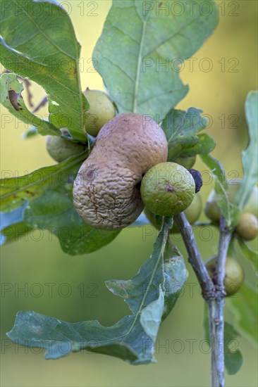 Several oak apples on a branch of an oak (Quercus)