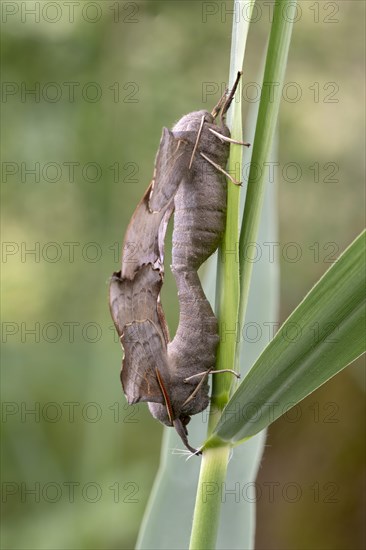 Poplar Hawk-moth (Laothoe populi)