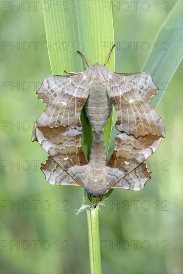 Poplar Hawk-moth (Laothoe populi)