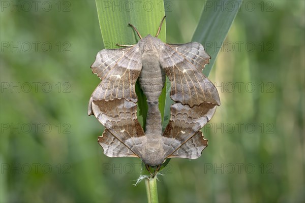 Poplar Hawk-moth (Laothoe populi)