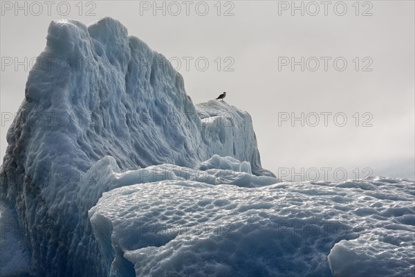 Gull on iceberg